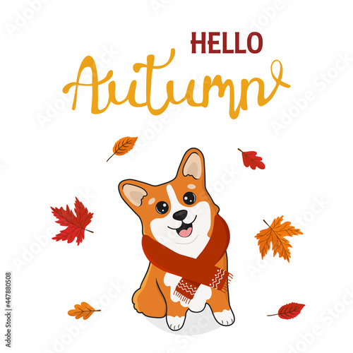 Autumn illustration with cute corgi dog in a scarf and leaves. Pets, animals, design element in cartoon style. Greeting card for the fall season. Hello Autumn.