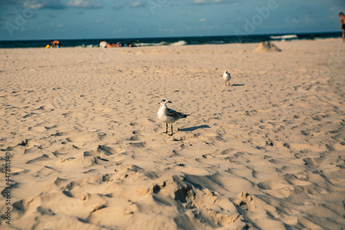 Mewy na plaży © Studio Migafka