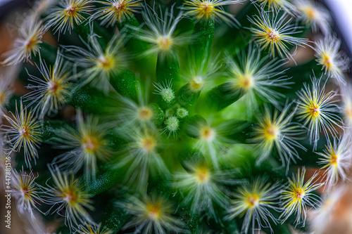 close up of a green cactus background
