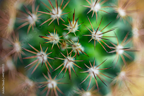 cactus close up