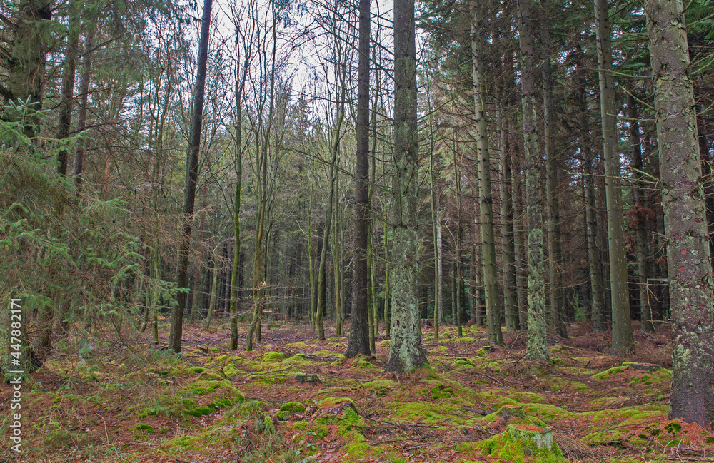 Rural countryside forest landscape with pine trees Rural countryside forest landscape with pine trees