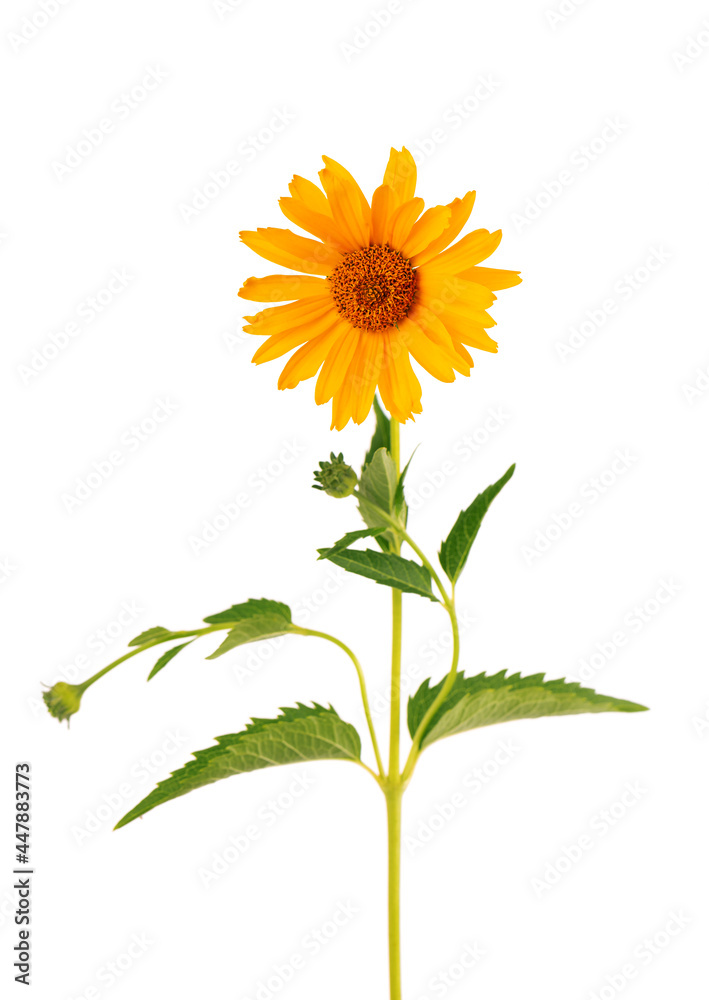 Calendula flowers isolated on white background. Marigold flower. Medicinal herbal plant.