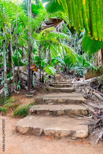 Vallée de Mai Nature Reserve, stone steps trail through ancient rainforest with palm trees and lush tropical endemic vegetation around, Praslin Island, Seychelles. photo