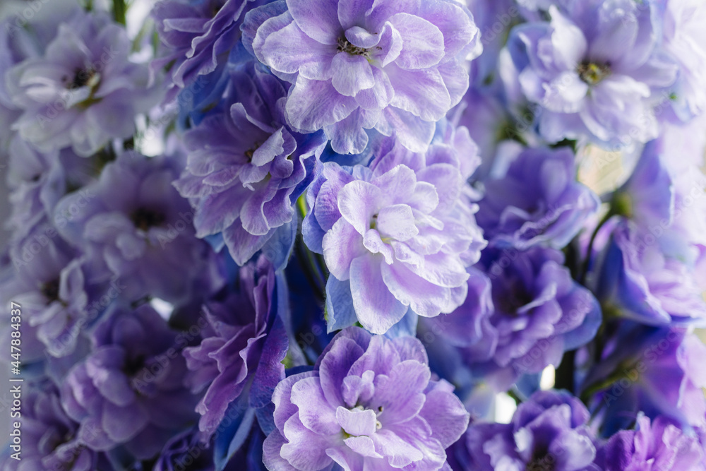 Delphiniums