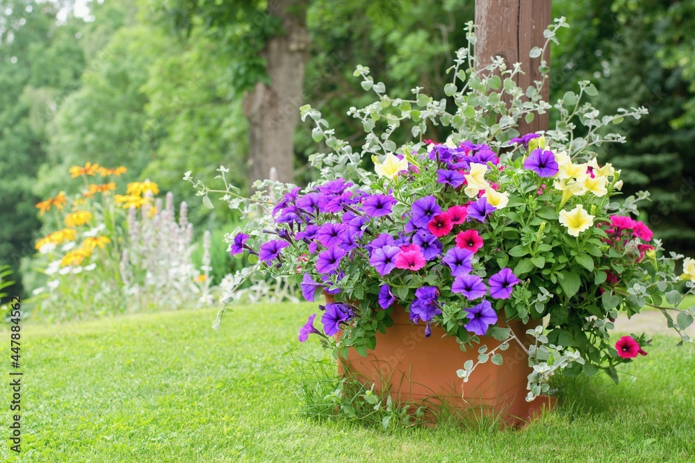 Varieties of petunia and surfinia flowers in the pot . Summer garden inspiration for container plants.