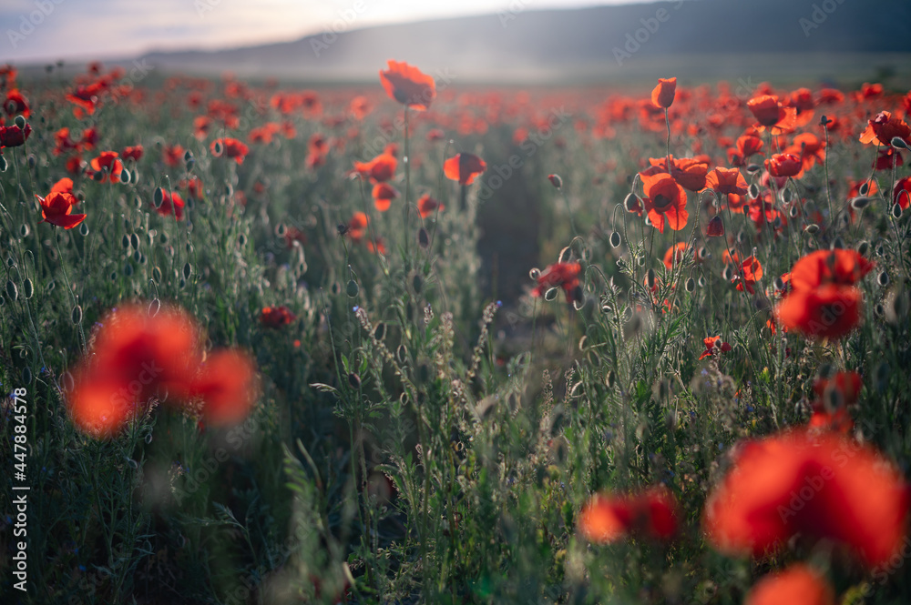 Obraz premium Red poppies close-up on an endless field with beautiful sunlight.