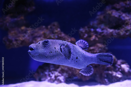 Beautiful tropical puffer fish swimming in aquarium photo