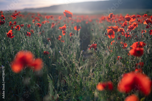 Red poppies close-up on an endless field with beautiful sunlight.