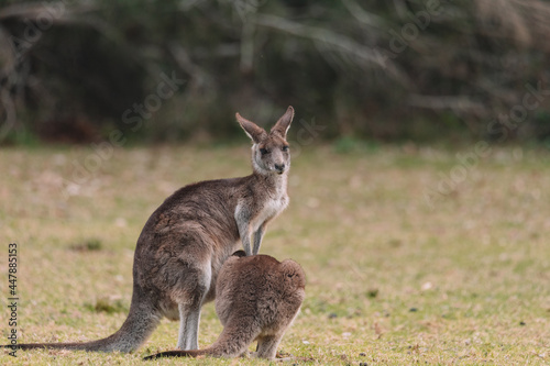 Australian kangaroo sitting in a field © Brayden