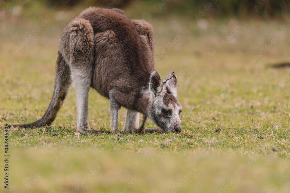 Australian kangaroo sitting in a field Australian kangaroo sitting in a field