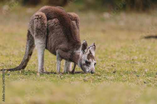 Australian kangaroo sitting in a field