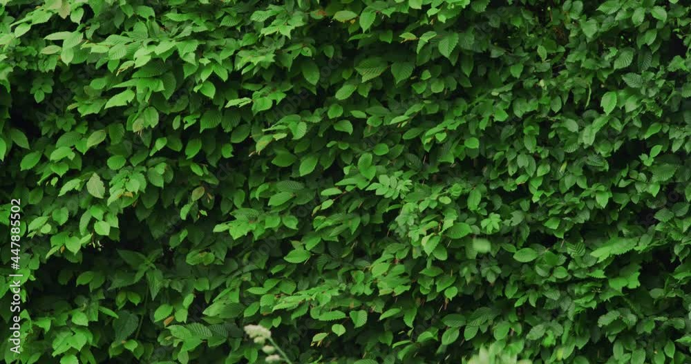 Back view of man in brown overalls, protective mask and headphones trimming hedge with electric scissors during summer days. Concept of people and seasonal work. Back view of man in brown overalls, protective mask and headphones trimming hedge with electric scissors during summer days. Concept of people and seasonal work.