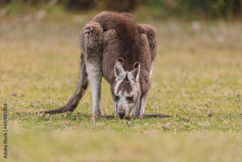 Australian kangaroo sitting in a field Australian kangaroo sitting in a field