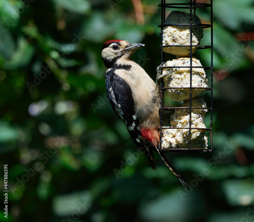 great spotted woodpecker on bird feeder