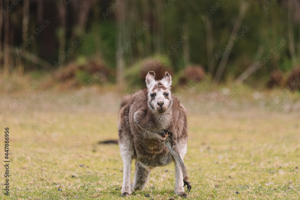 Australian kangaroo sitting in a field Australian kangaroo sitting in a field