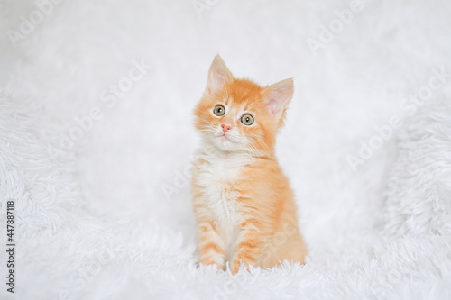 Cute little red tabby kitten sitting on fur white blanket 