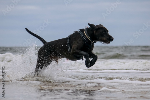 pretty brown hybrid german wirehaired pointer dog runs through the waves on the beach
