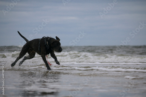 pretty brown hybrid german wirehaired pointer dog runs through the waves on the beach