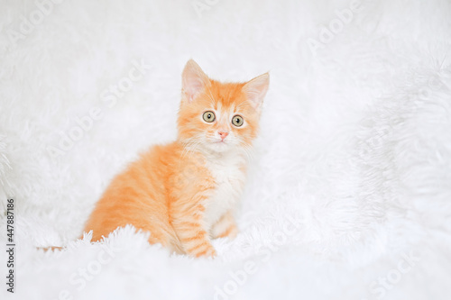 Cute little red tabby kitten sitting on fur white blanket      © D'Action Images