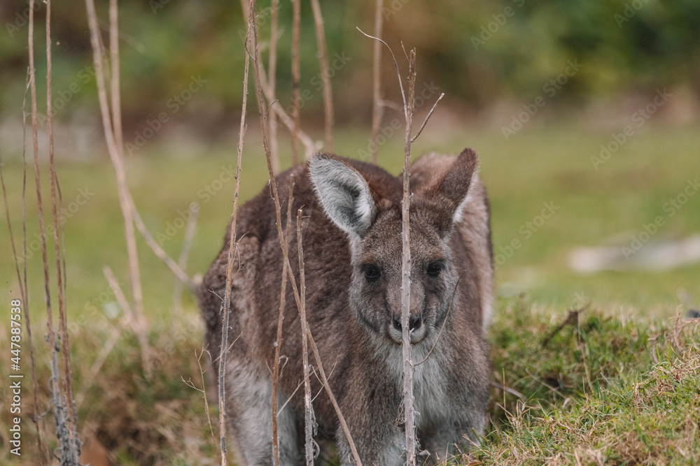 Australian kangaroo sitting in a field Australian kangaroo sitting in a field