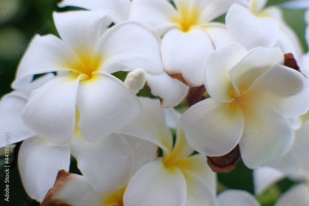 white frangipani flowers white frangipani flowers