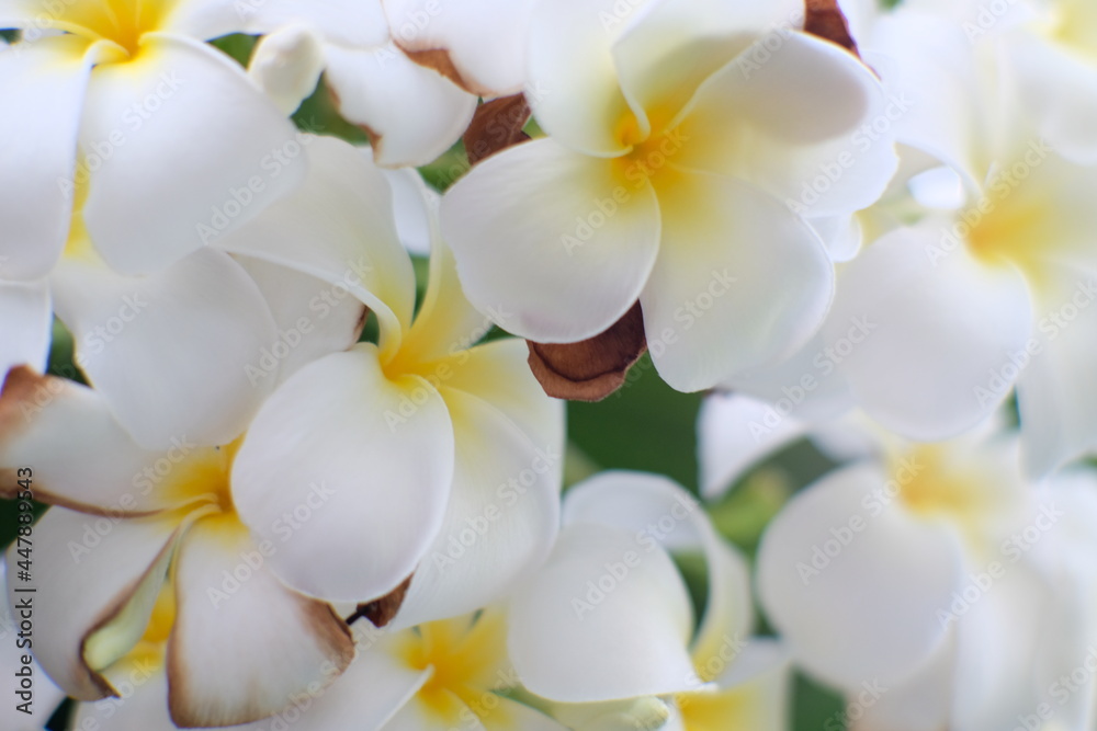 white frangipani flowers white frangipani flowers