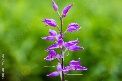 fiore