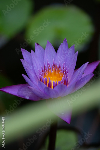 violette Seerose Blüte 