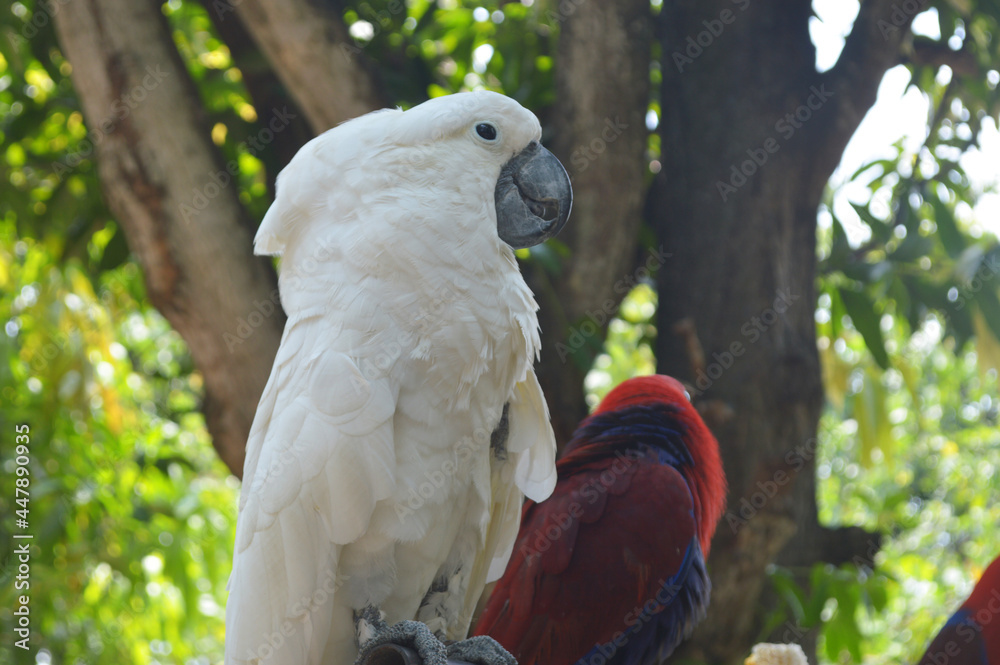 white parrot perched under the tree white parrot perched under the tree