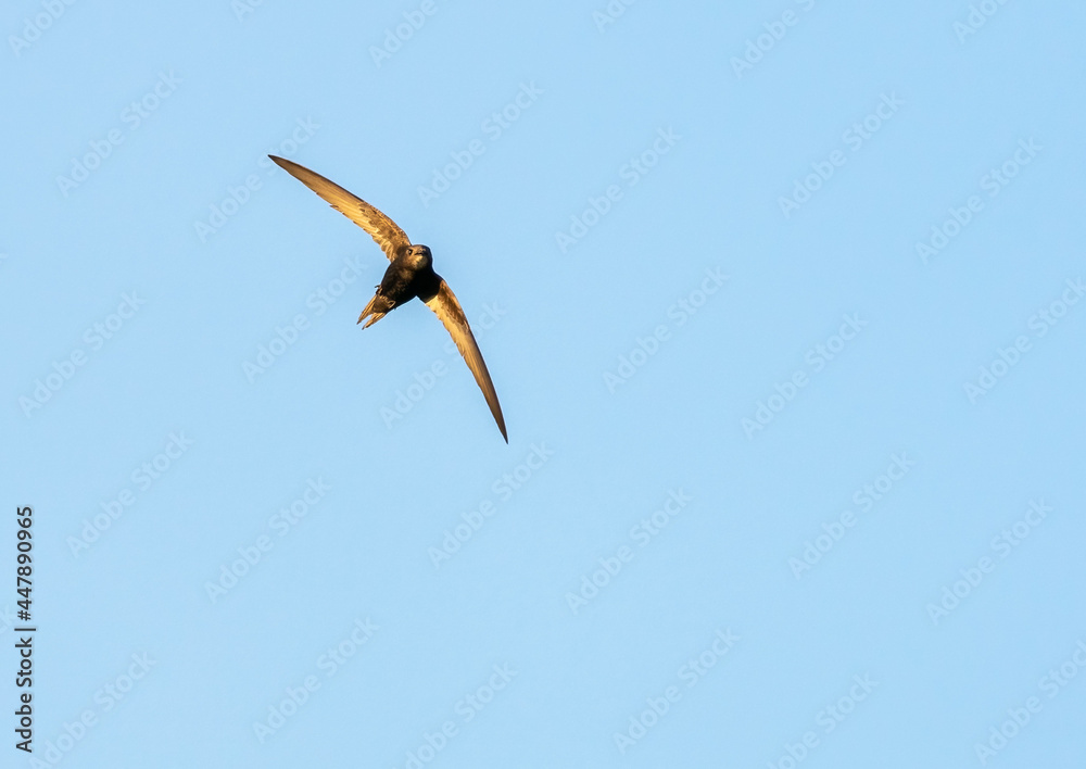 Obraz premium Common swift flying
