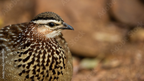 close up of a crested francolin