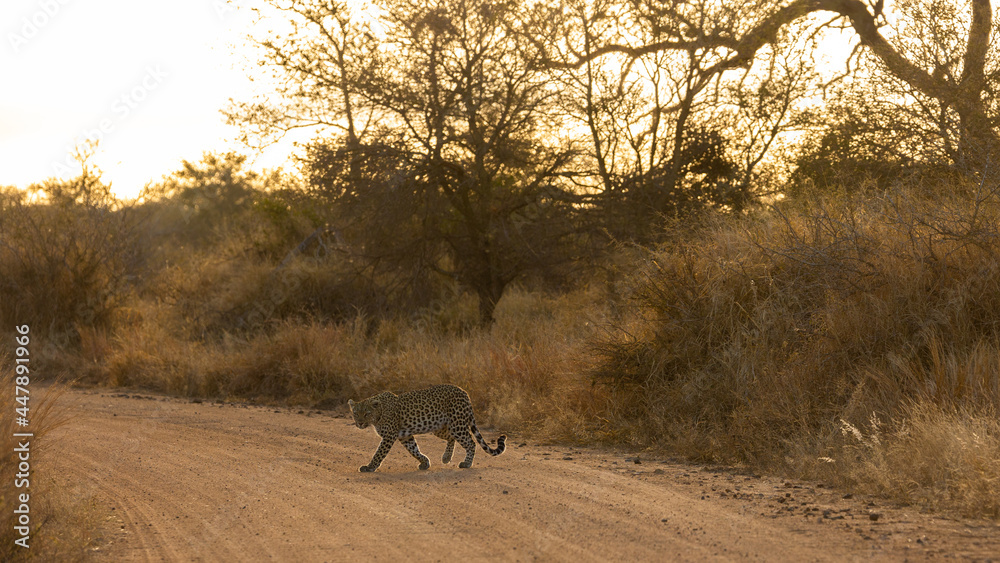 Naklejka premium a leopard crossing in golden light