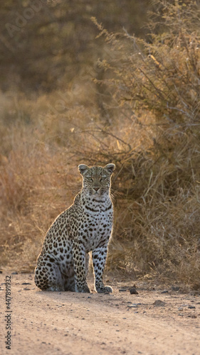 young leopardess, sitting in the road