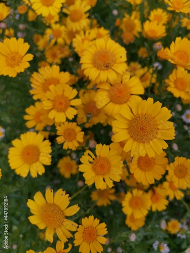 Yellow daisy wild flowers from above 