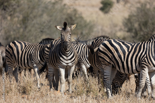 a dazzle of zebras in the wild