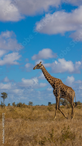 Tall giraffe with blue sky background