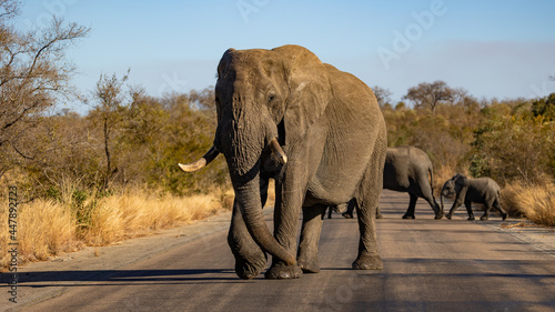 big bull african elephant on the move