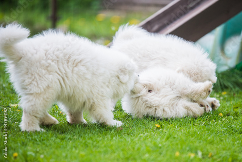 Funny fluffy white Samoyed puppies dogs are playing