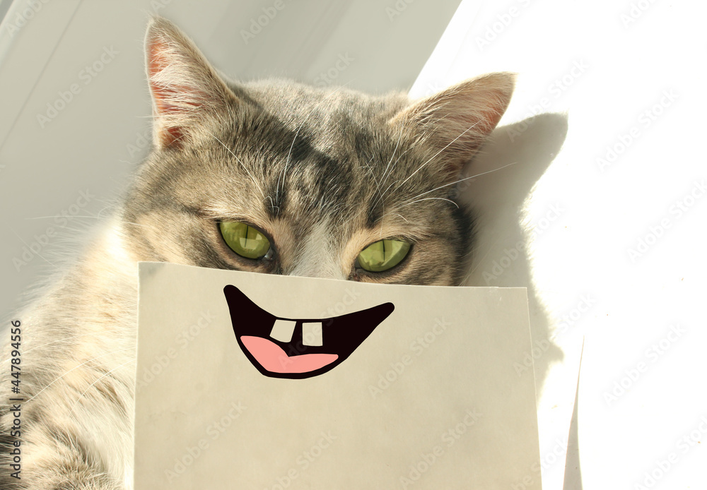 A funny playful gray cat with a smile and teeth on a white paper lies on a windowsill in the rays of the sun. Cheerful mood in a pet Stock Photo | A funny playful gray cat with a smile and teeth on a white paper lies on a windowsill in the rays of the sun. Cheerful mood in a pet Stock Photo |
