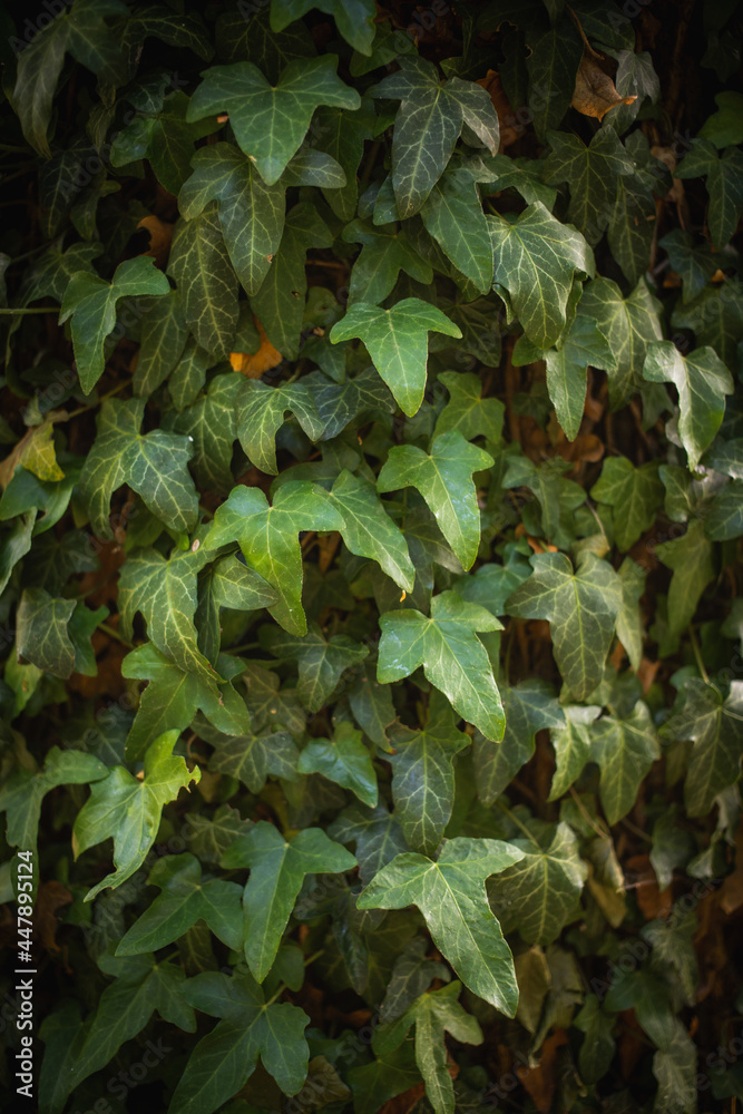 hedera helis dark green nature background hedera helis dark green nature background