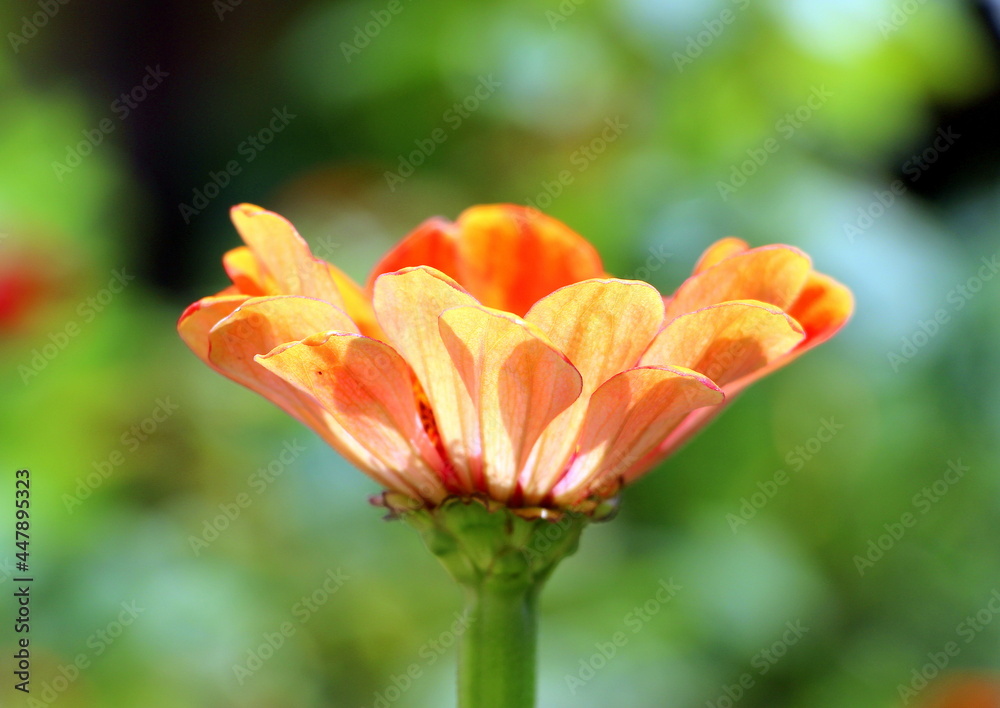 Orange zinnias in the garden in summer. Floral background for cover or flyer when selling seeds. Cultivation and selection of beautiful annual flowering buds.