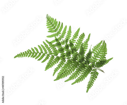 Beautiful tropical fern leaves on white background photo