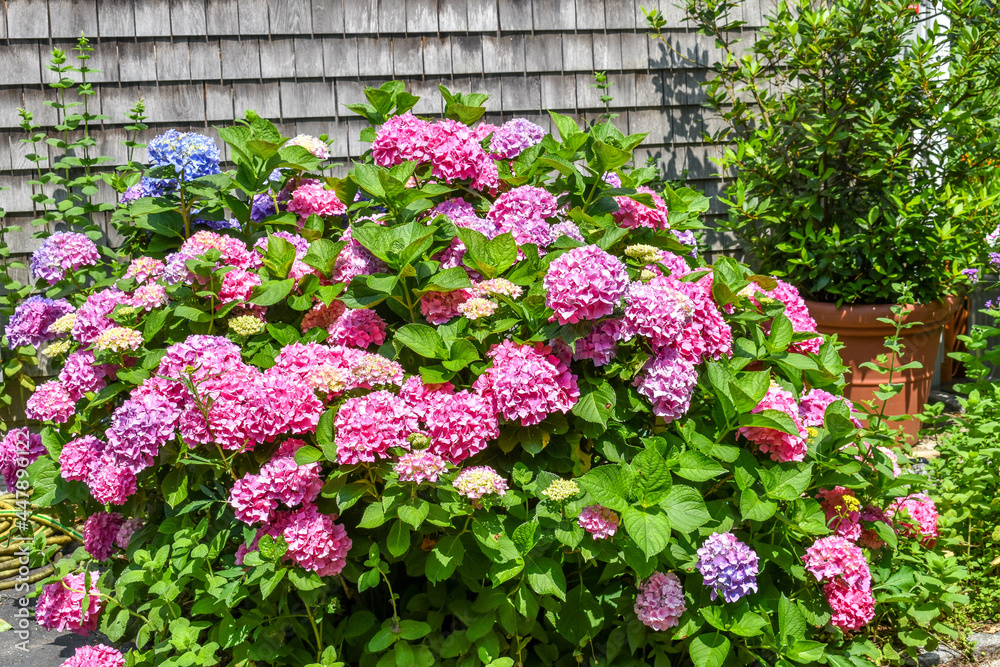 Cape Cod Hydrangeas