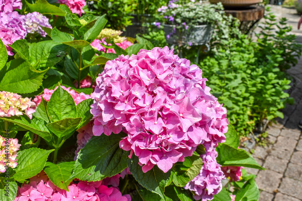 Obraz premium Cape Cod Hydrangeas