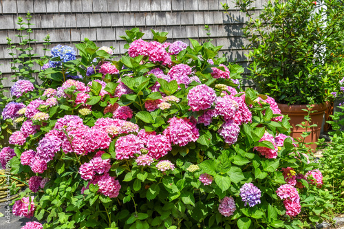 Cape Cod Hydrangeas