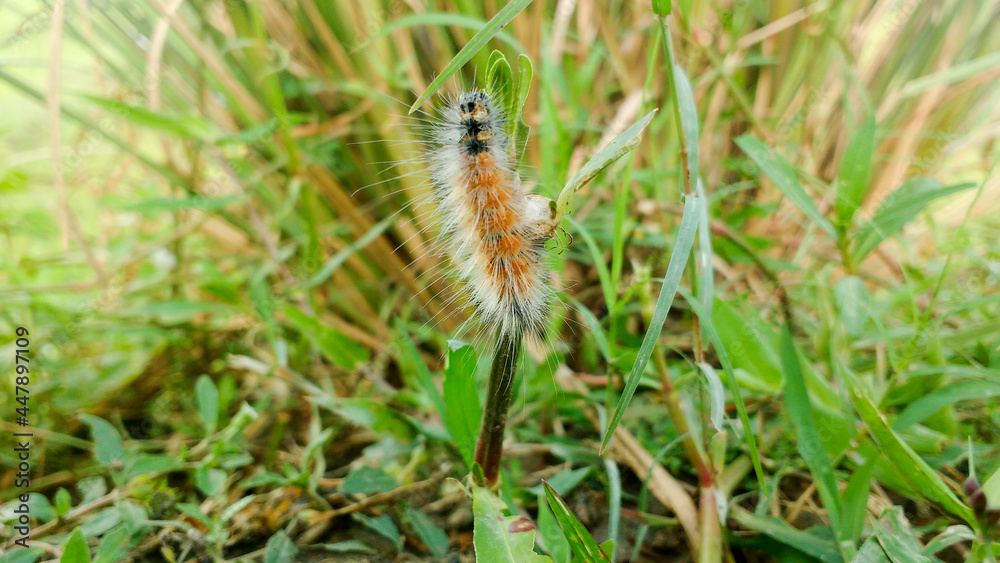 caterpillar insect on grass