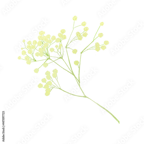 It is an illustration of gypsophila that can be used for decoration.