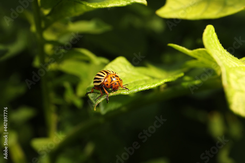 Colorado potato beetle on green plant outdoors, closeup © New Africa