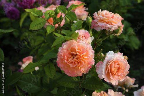 Beautiful blooming coral roses on bush outdoors