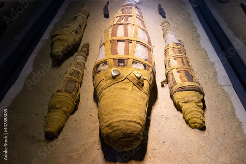 Mummified crocodiles ( Kom Ombo - Egypt )
